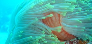 Eine Anemone im Indischen Ozean in Seychellen